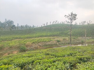Green tea mountain
