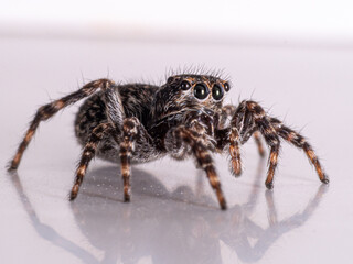 Downy Jumper   (Attulus pubescens)
