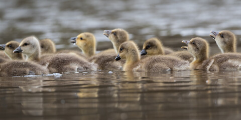 Waterborn brood of Goslings (Canada Goose)