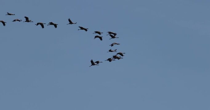 migrating common crane grus grus in flock