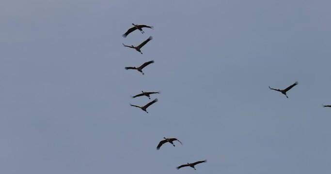 migrating common crane grus grus in flock