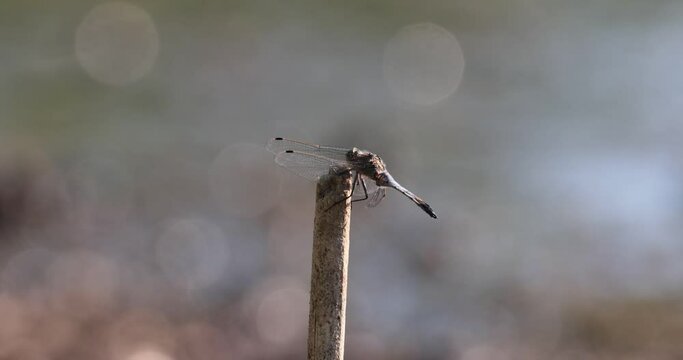 dragonfly resting on a reed