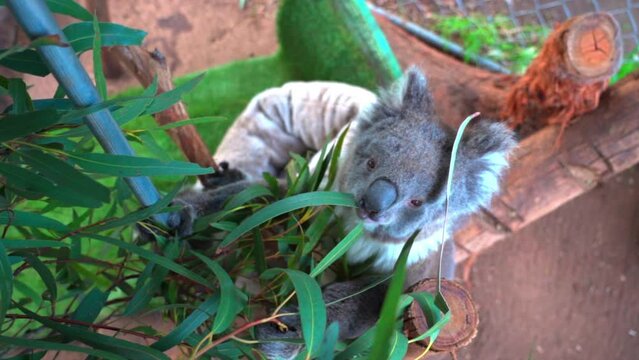 Cute Koalas Eating Leaves On Plants - Brisbane, Australia