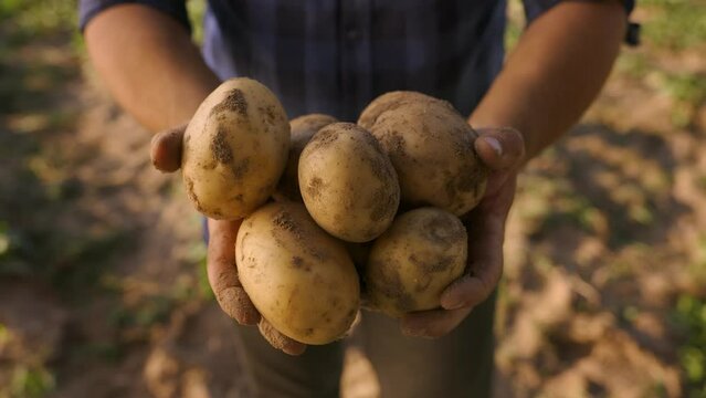 Hands showing heap of fresh raw potatoes