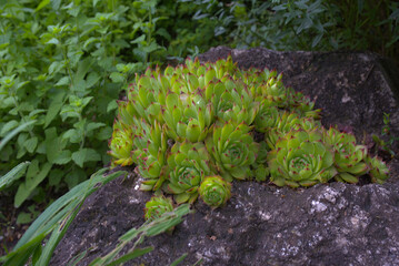 Sempervivum