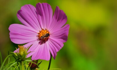 Fototapeta premium bee on flower