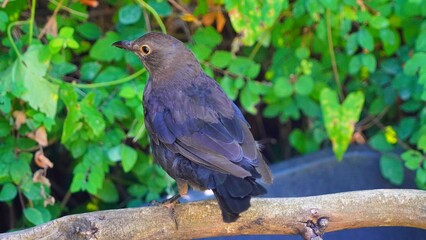 blackbird on a branch