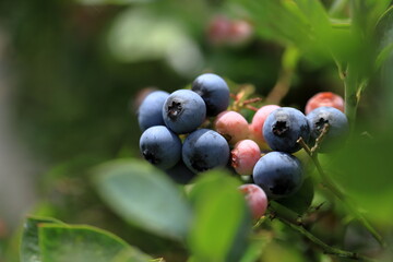 Blueberries are a widely distributed and widespread group of perennial flowering plants with blue or purple berries.