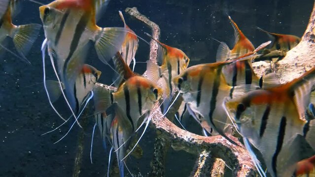 Lots of angelfish in the aquarium. Pterophyllum scalare, most commonly referred to as the angelfish or freshwater angelfish. Close-up View.