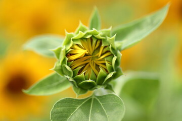 It is summer in Japan, and sunflowers are in bloom.