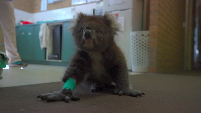 Injured Koala Sitting On Floor - Brisbane, Australia