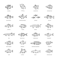 Freshwater fish set. Types of Edible Fish