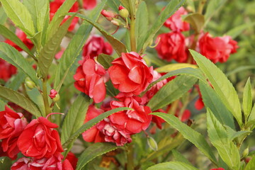 Balsam Flower or Spotted Snapweed 