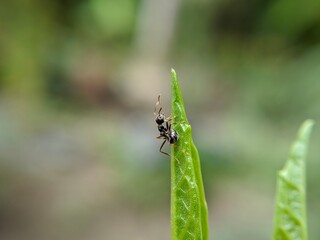 Macro of small black ant on green leaves