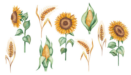 Watercolor illustration of hand painted golden yellow sunflowers with green leaves. Ears of rye, spikes of wheat. Maize, corn, popcorn. Cereal plants. Autumn harvest. Isolated food clip art for prints