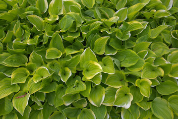 Hosta, Wide Brim plant