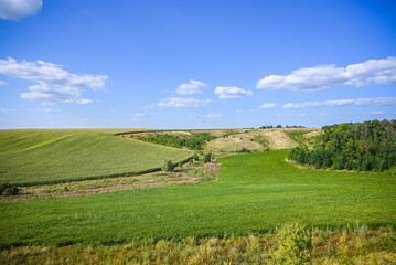 Green Grass Field Landscape with fantastic clouds in the backgro
