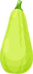 Whole zucchini courgette isolated cartoon veggie