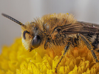 Mason Bee