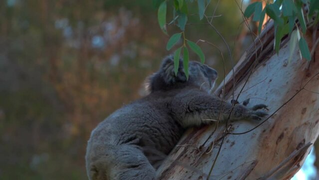 Cute Baby Koala Climbing On Tree - Brisbane, Australia