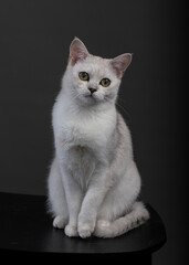 burmilla white cat on a black background