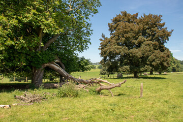 Summertime scenery in the UK.