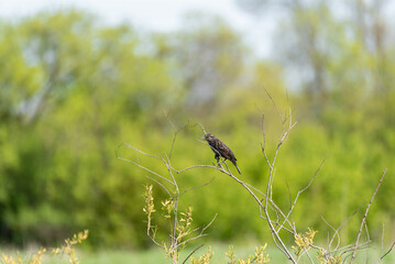 A Female Red-winged Blackbird Perched On A Slender Reed