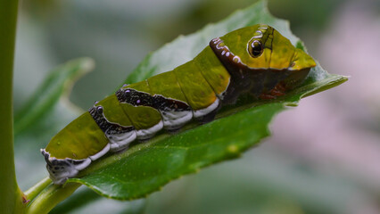 close up of a caterpillar