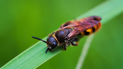 macro photo of bee on grass