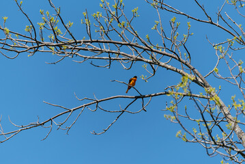 A Baltimore Oriole Perched On A Tree Branch in Spring