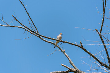 A Mourning Dove Perched On A Tree Branch In Spring