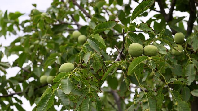 Green Walnut Moving In The Wind. A Walnut Of The Genus Juglans Family Juglandaceae, Or Persian Or English Walnut, Juglans Regia. 60 FPS, 4k, ProRes