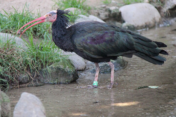 ibis in a zoo in vienna (austria) 