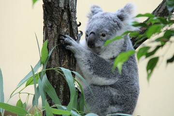 koala in a zoo in vienna (austria)  © frdric