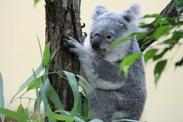 Wandaufkleber koala in a zoo in vienna (austria)  © frdric