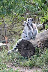 Fototapeta premium lemurs (maki catta) in a zoo in vienna (austria) 