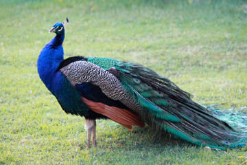 Colorful peacock walking on the green grass