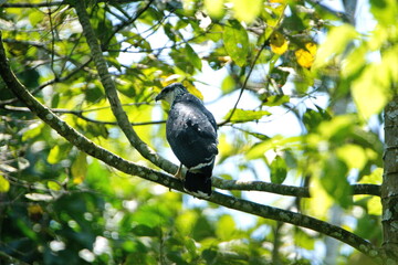 Collared forest-falcon (Micrastur semitorquatus) perched in a tree in Ayampe, Ecuador