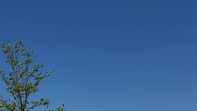the sea-ocean is visible only the blue sky on a pillar sits a seagull it flaps its huge white wings and flies out of the frame this is a slow motion video. High quality 4k footage