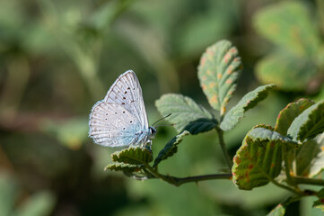 Lycaenidae / Çokgözlü Dafnis / Meleager's Blue / Polyommatus daphnis