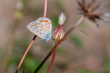 butterfly on a flower