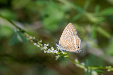 Lycaenidae / Mavizebra / Lang's Short-tailed Blue / Leptotes pirithous