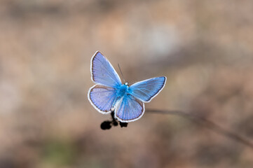 butterfly on a flower