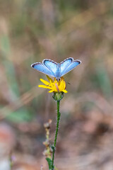 butterfly on a flower