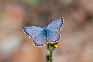 butterfly on a flower