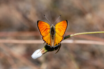 Alev Ateşi » Lycaena kefersteinii » Turkish Fiery Copper