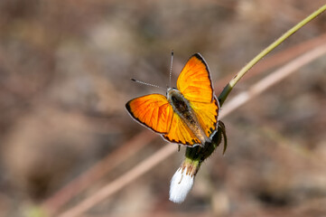 Alev Ateşi » Lycaena kefersteinii » Turkish Fiery Copper