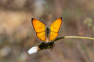 Alev Ateşi » Lycaena kefersteinii » Turkish Fiery Copper