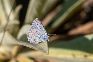 Lycaenidae / Çokgözlü Dafnis / Meleager's Blue / Polyommatus daphnis