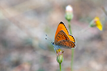 Alev Ateşi » Lycaena kefersteinii » Turkish Fiery Copper